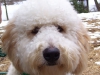 Duffy