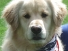 Jackson A