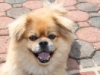 Louie