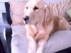 Maggie