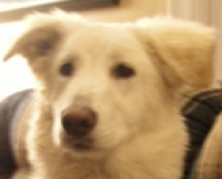 Molly