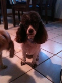 Cooper
