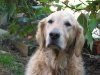 Sadie