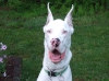 Sampson