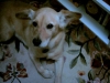 Tilly