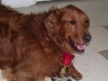Calli