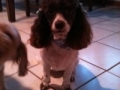 Cooper