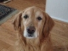 Emmitt
