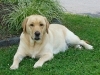 Lacey