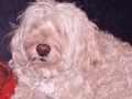 Molly Bear