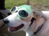 Rocco