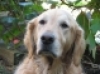Sadie