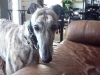 Sweet Pea