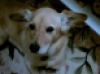 Tilly