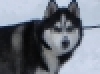 Zeke