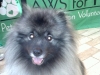 Ziggy