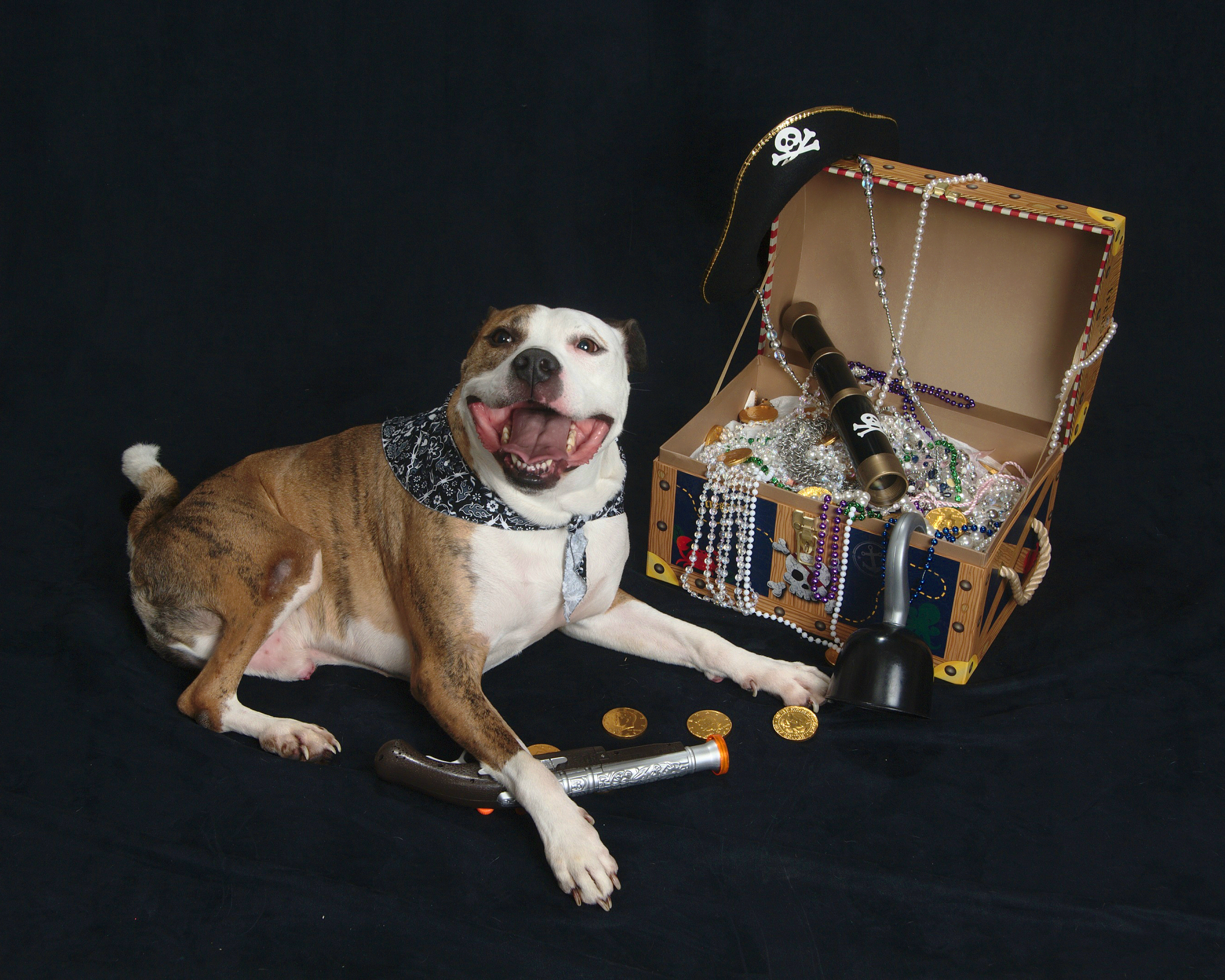 Willing the Wonder Dog