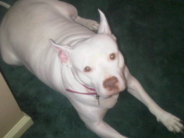 Dolly
