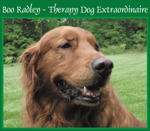 Boo Radley Therapy Dog Extraordinaire