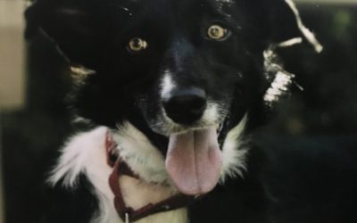 Therapeutic pet program PAWS looking to expand in South Jersey