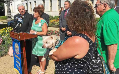 Dogged Justice: Therapy dogs to be used in pilot program to ease tension in juvenile court