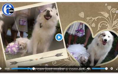 Puppies get married at special wedding ceremony