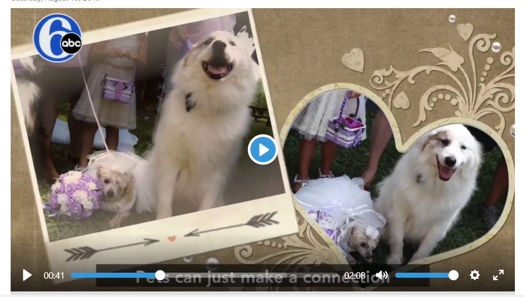 Puppies get married at special wedding ceremony