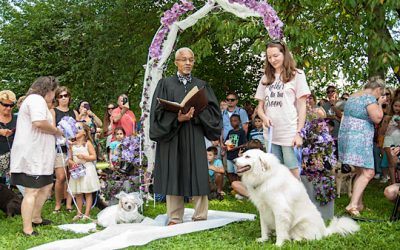 Dogs marry at Rose Tree Park