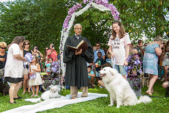 Dogs marry at Rose Tree Park