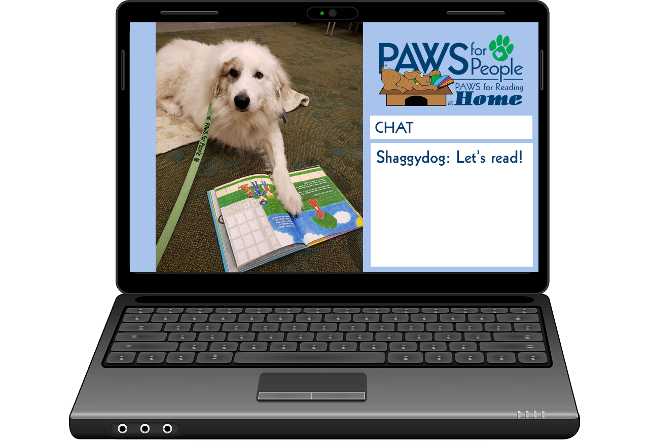 shaggy dog on laptop